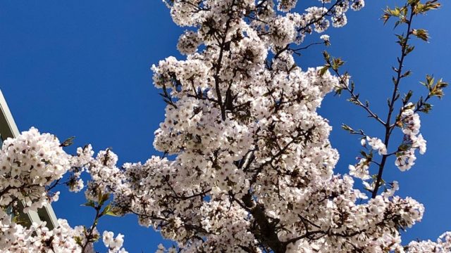桜… 世界の殿方！とすべての女性達に贈る！